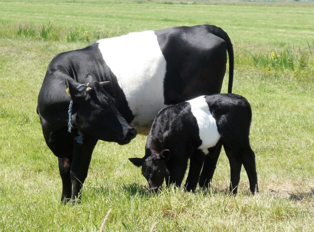 cow, calf, black-and-white cloth fielder, lakenvelder, dutch race, breed of cattle, role of the, animals, grass, nature, meadow, farm animals, countryside, mammal, cattle, cattle breeding, cow, cow, cow, cow, cow, calf