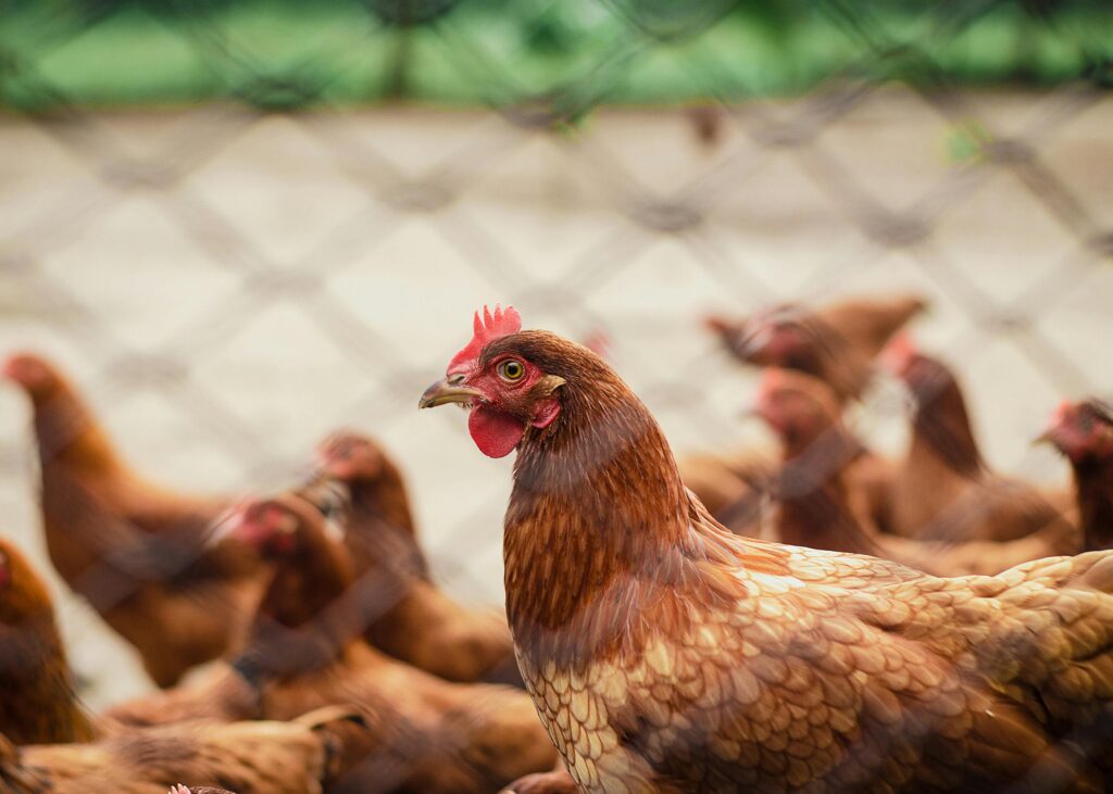 Close-up of free-range chickens in a rural farm, showcasing poultry life.