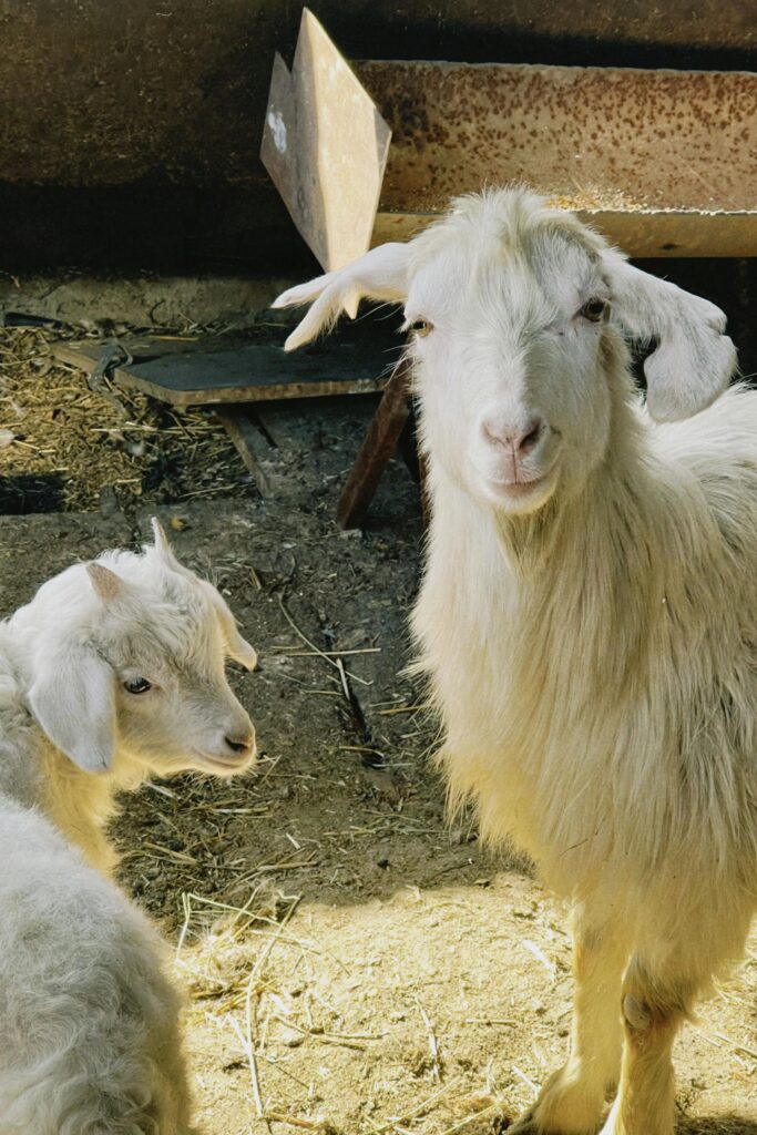 A pair of domestic goats captured in Wessex hoeve farm
