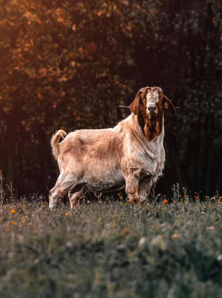 A beautiful goat in a grassy field, captured during sunset, with a warm and wessex hoeve farm atmosphere.